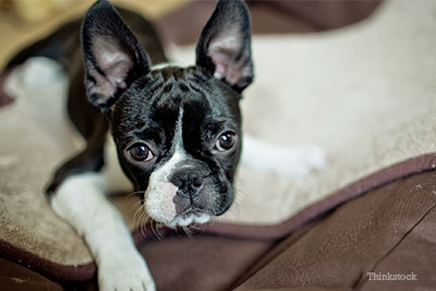 Boston Terrier looking into the camera
