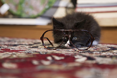 Kitten looking through a pair of glasses