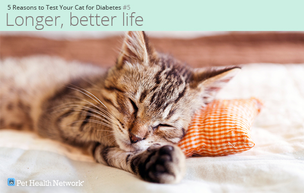 Kitten sleeping on a pillow