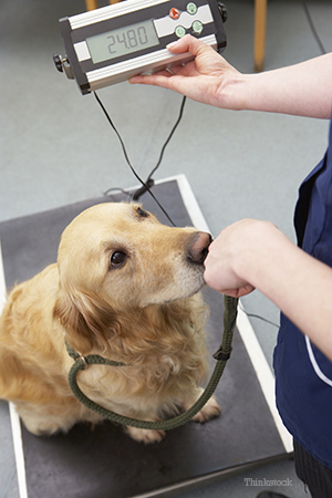 Dog being weighted at the vet