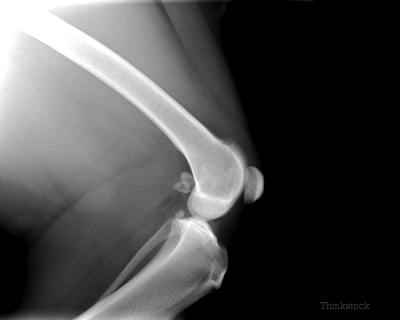 X-ray of dog's knee