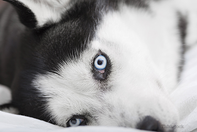 Husky eyes