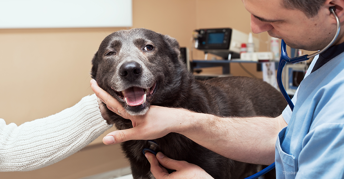 New Pet Products Showcased at Western Veterinary Conference