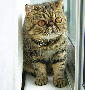 The Exotic Shorthair