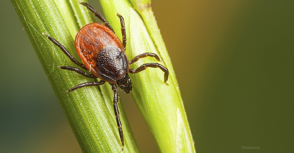 Ticks 101