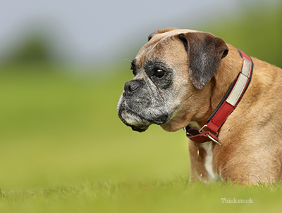 boxer dog with down syndrome