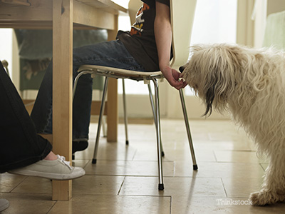 Boy feeding dog table food