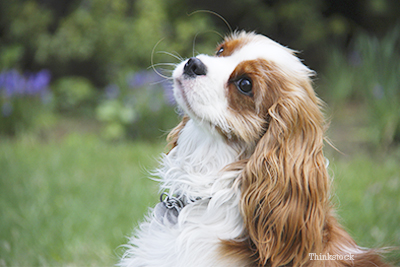 can a cavalier king charles spaniel go in public