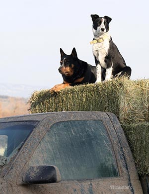 Two dogs sitting on haystack