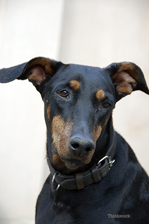 Doberman pinschers upclose