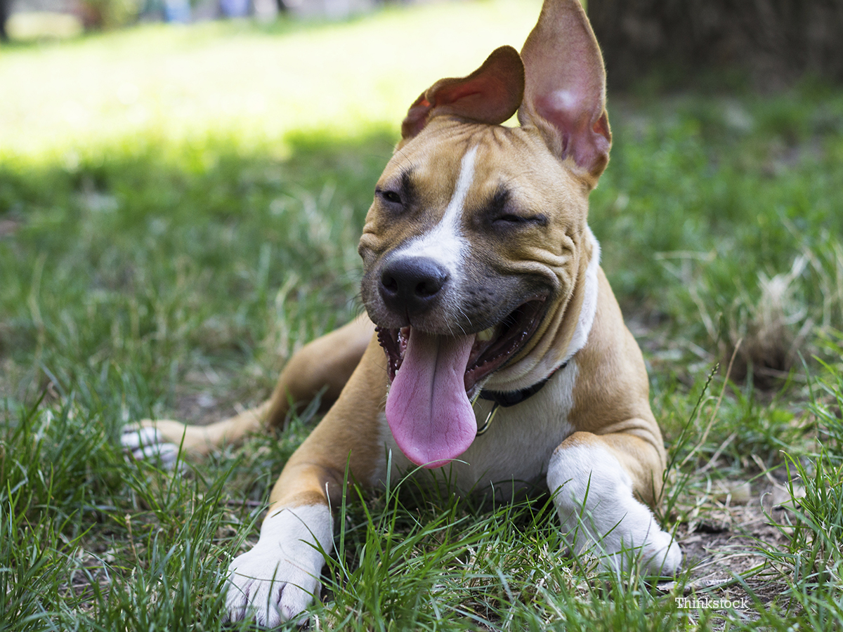 keeping-your-dog-healthy-and-well-behaved-makes-for-a-happy-pet-owner