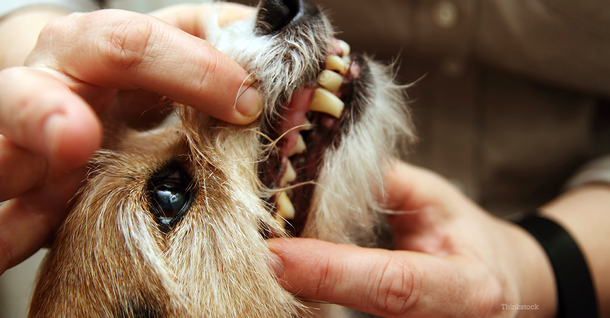 Broken Teeth In Dogs And Cats