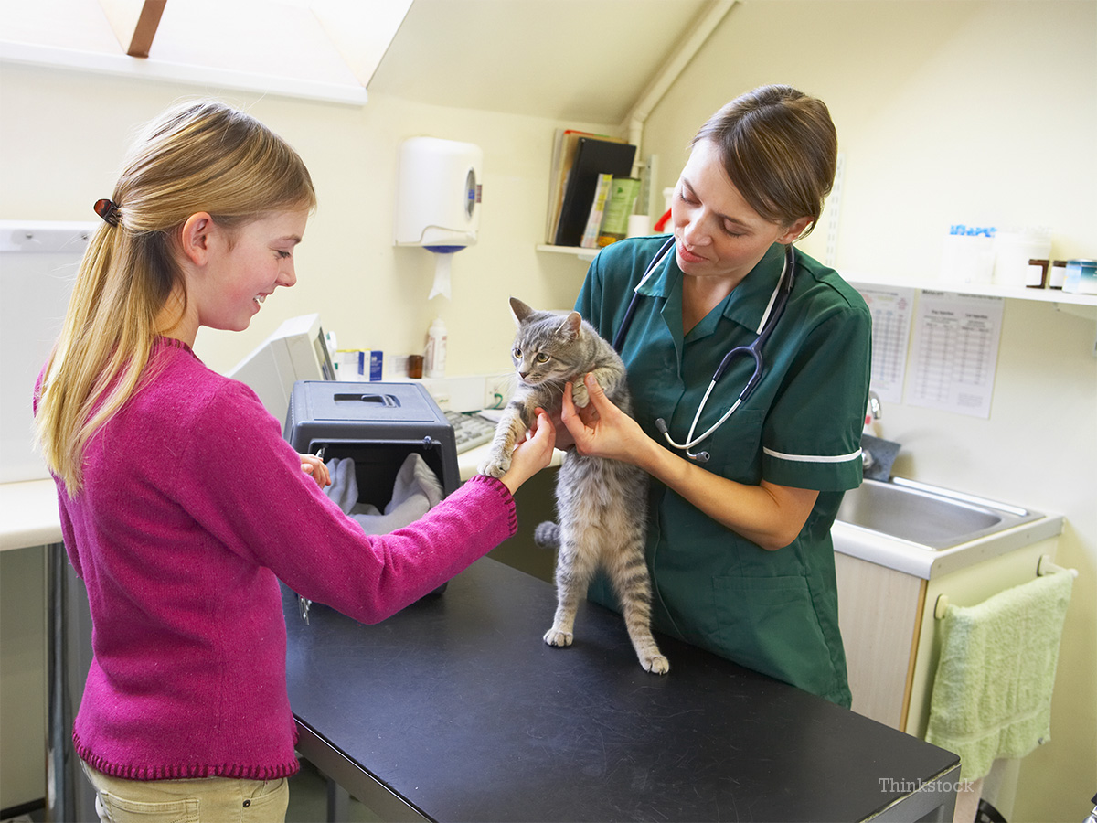 A Thorough Cat Checkup What to Expect and How You Can Help