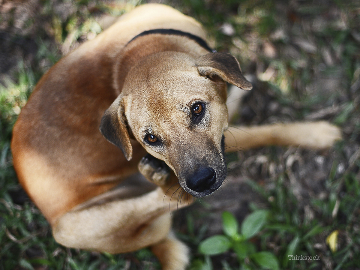 skin-lumps-and-bumps-in-dogs