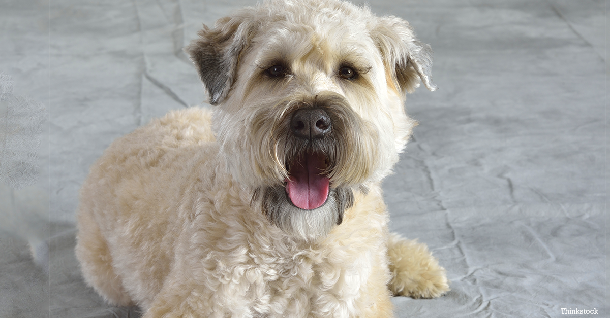 The Soft Coated Wheaten Terrier