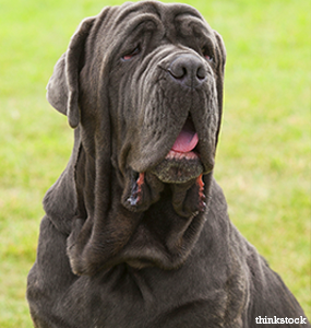 the-neapolitan-mastiff.png