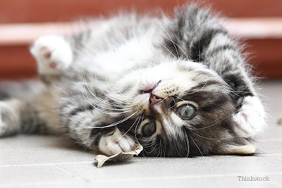 Worm And Parasite Prevention In Cats Cats Feline Cat Facts