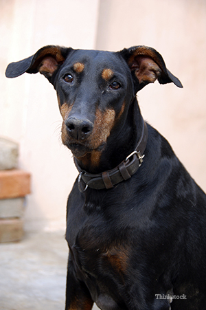 dcm doberman test