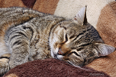 Pregnant cat laying down