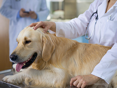 how much is a routine check up for a dog