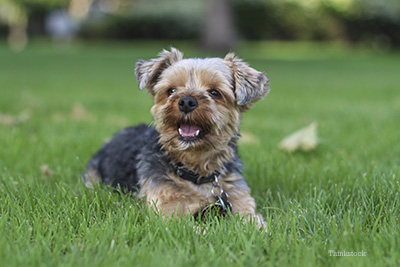 Yorkie laying in the grass