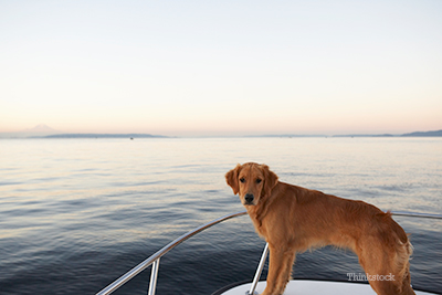 Hero dog on her boat