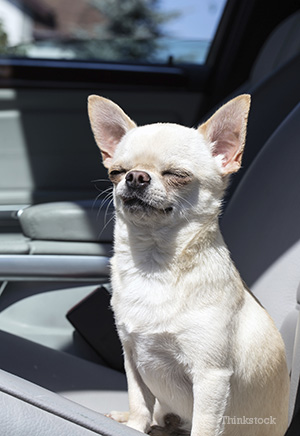 dogs in car windows