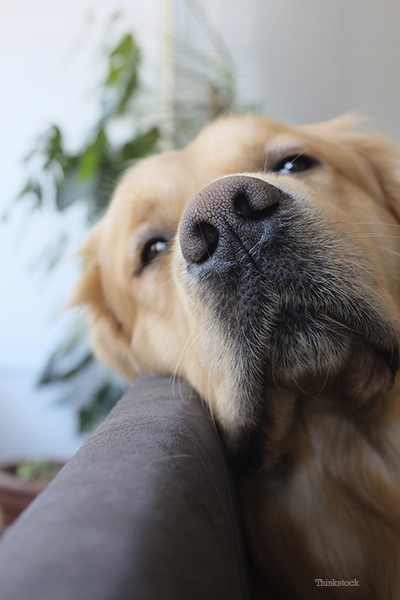 what does an ulcer look like on a dog