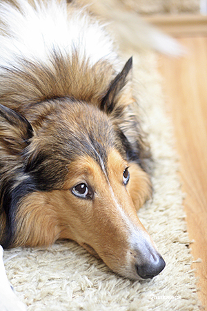 what causes dog gastroenteritis