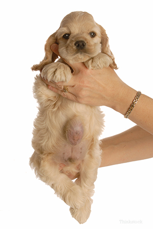 what does a hernia look like on a puppy