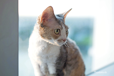 Cat sitting by a window