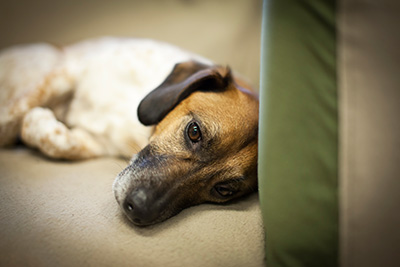 A dog laying on the couch