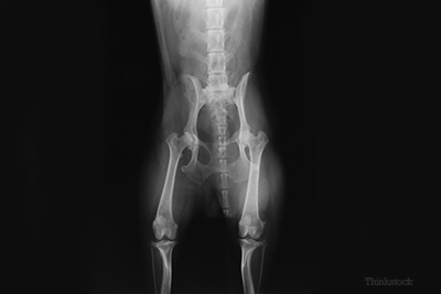 Xray of a canine pelvis