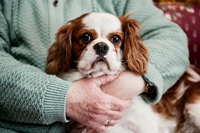 Senior dog laying on elderly woman's lap