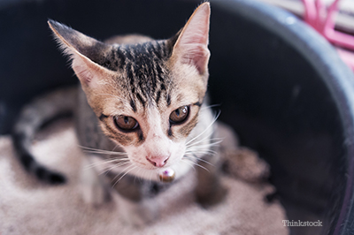 Cat in the litter box