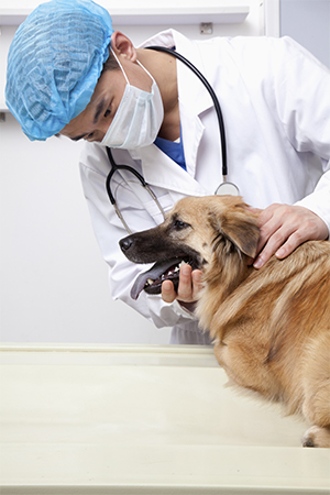 Veterinarian with mask examining a dog