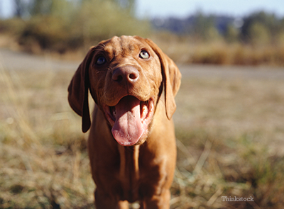 Dog with it's mouth open