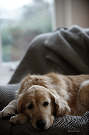 Sad dog laying down