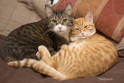 Cats laying down