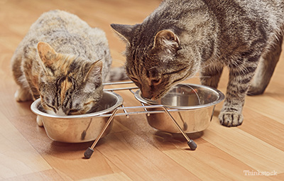 feeding cats raw beef