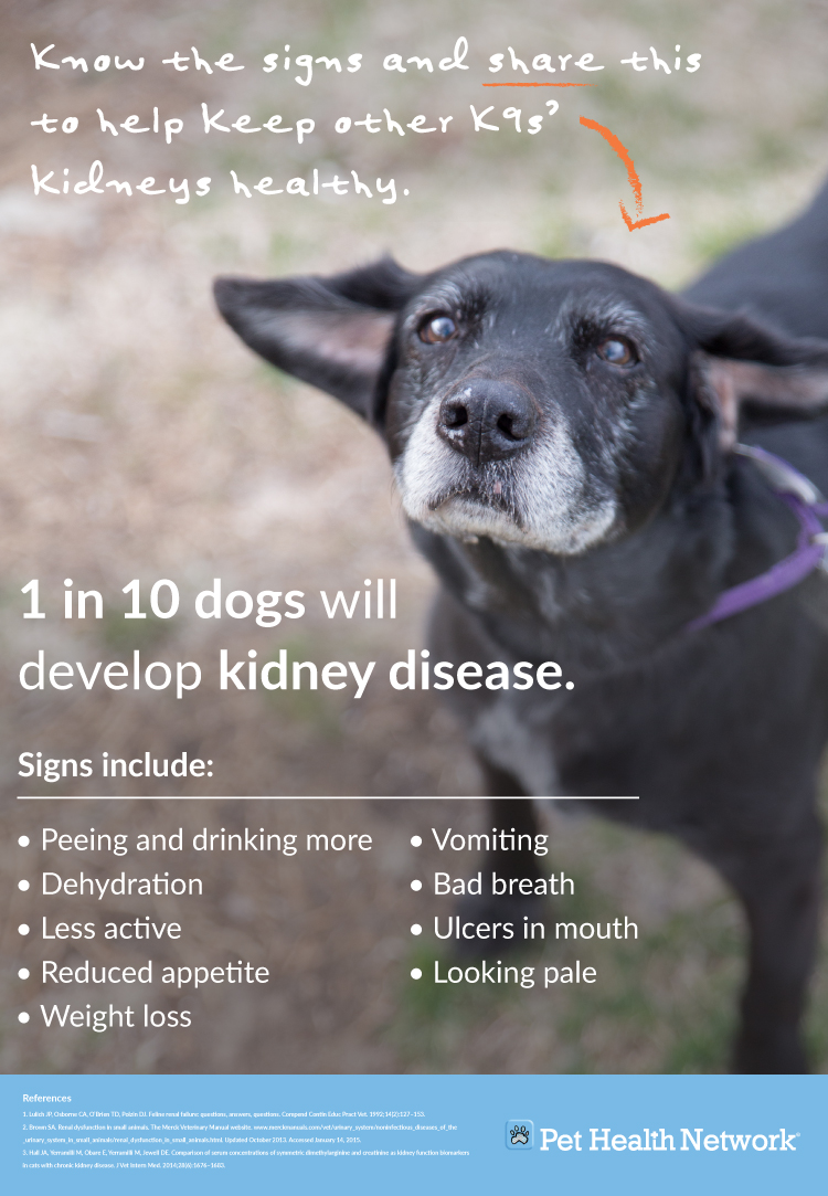 what is stage 3 kidney disease in dogs
