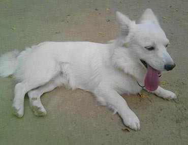 Prevention, Symptoms, and Treatment for Canine Brucellosis Brucellosis In Dogs