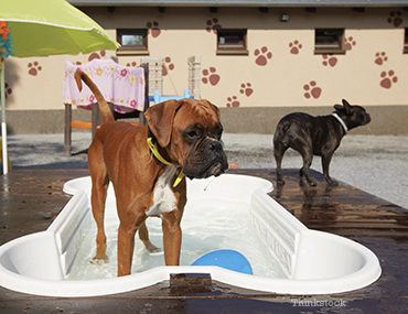 Dog in Pool