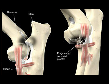 Watch How to Prevent Hip Problems in Dogs video Watch How to Prevent Hip Problems in Dogs video