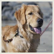 seizures in golden retriever golden retriever saves from seizure seizures in golden retriever golden retriever saves from seizure