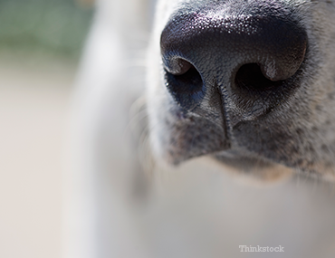 why do dogs eat rocks pica why do dogs eat strange things why do dogs eat rocks pica why do dogs eat strange things