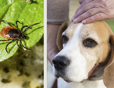 where do ticks usually hide on dogs