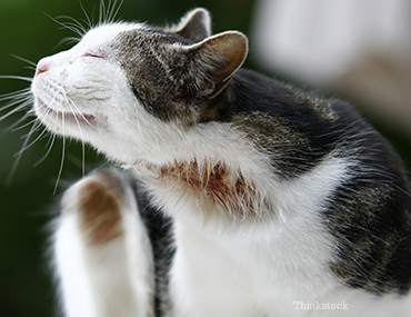 All About Dandruff in Cats