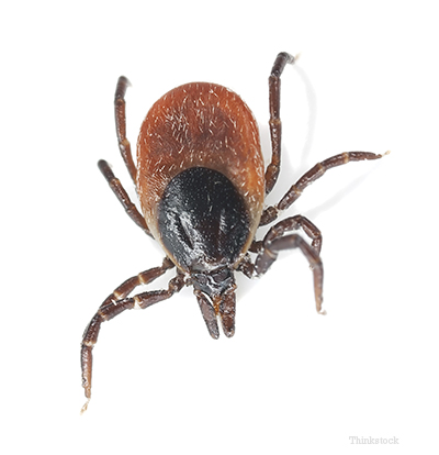 can a dog die from a tick bite