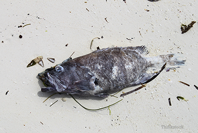 Dead fish on the beach